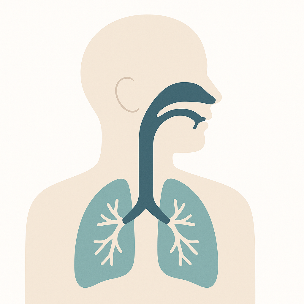 Illustration of Airway